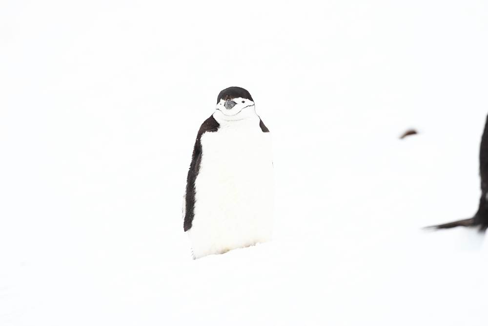 Chin Strap Penguin Brown Bluff, Antarctic Peninsula