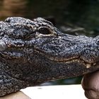 China Alligator