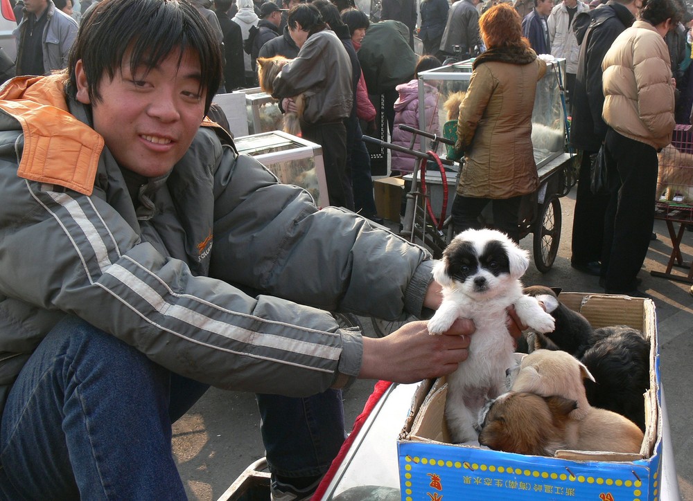 China: der Hundemarkt boomt