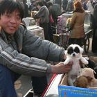 China: der Hundemarkt boomt