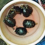China: Für die Schildkrötensuppe