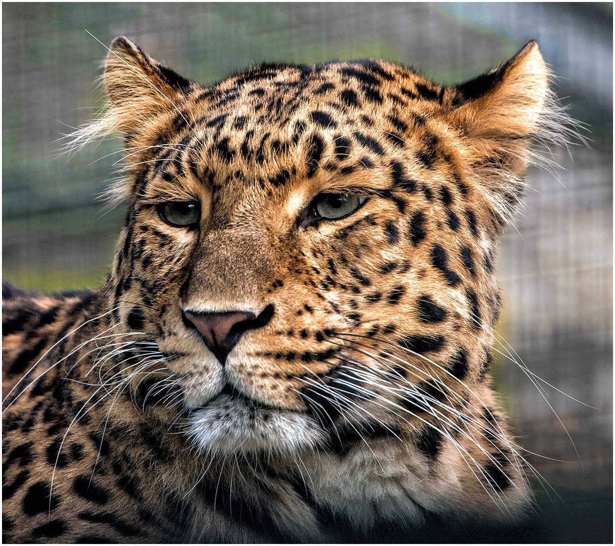 China - Leopard