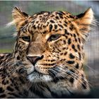 China - Leopard