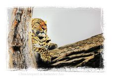 China-Leopard