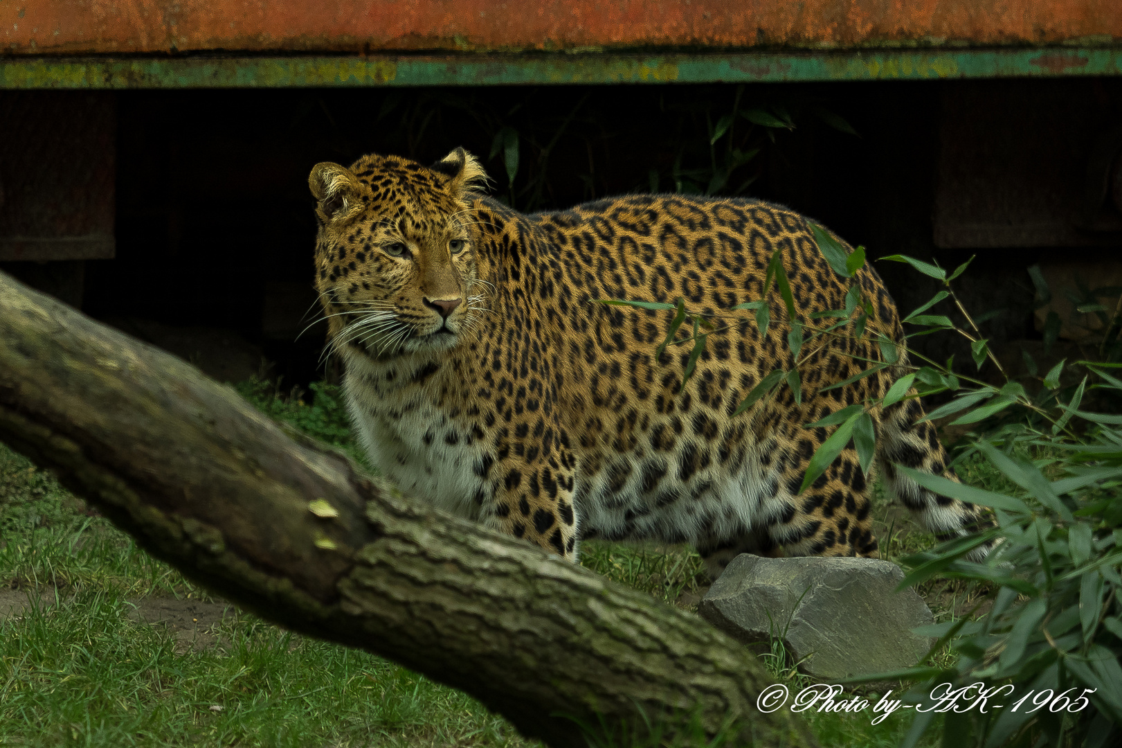 China Leopard