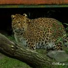 China Leopard