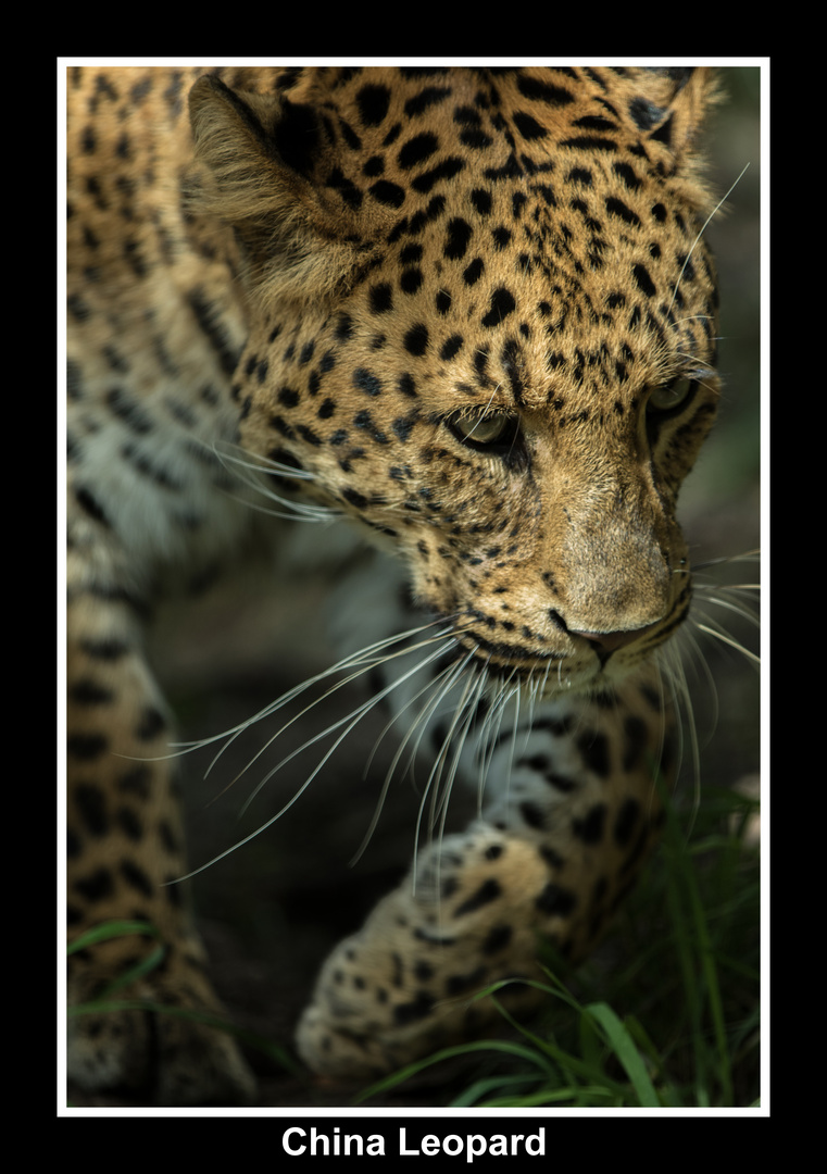 China Leopard