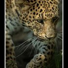 China Leopard