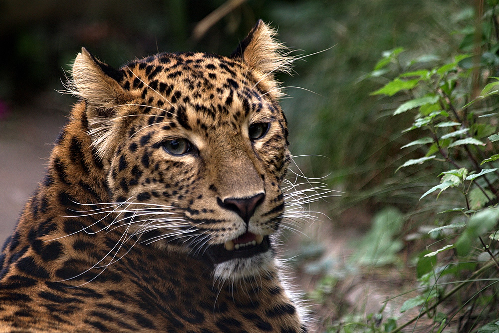 China Leopard...