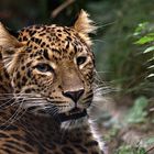 China Leopard...