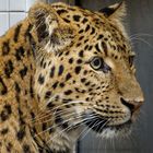 China Leopard 