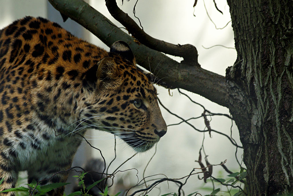 China Leopard...