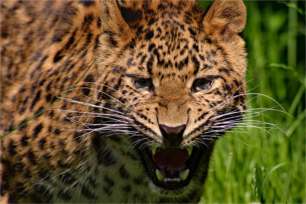 China - Leopard
