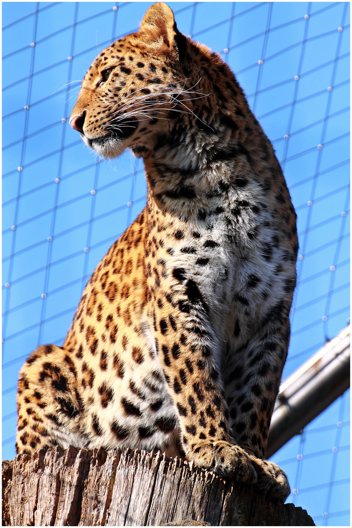 China-Leopard