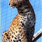 China-Leopard