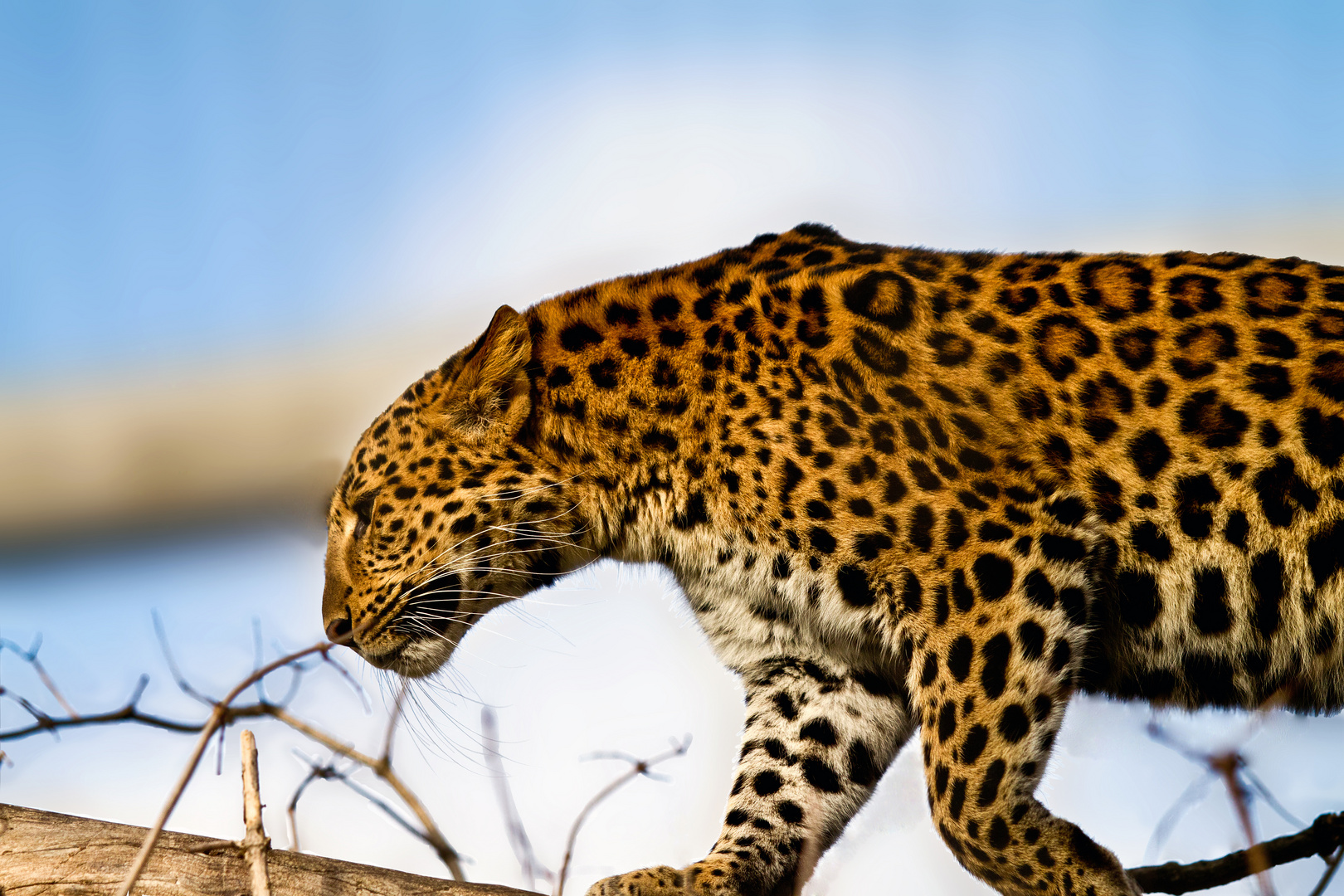 China-Leopard im Karlsruher Zoo 2011