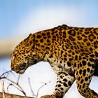 China-Leopard im Karlsruher Zoo 2011