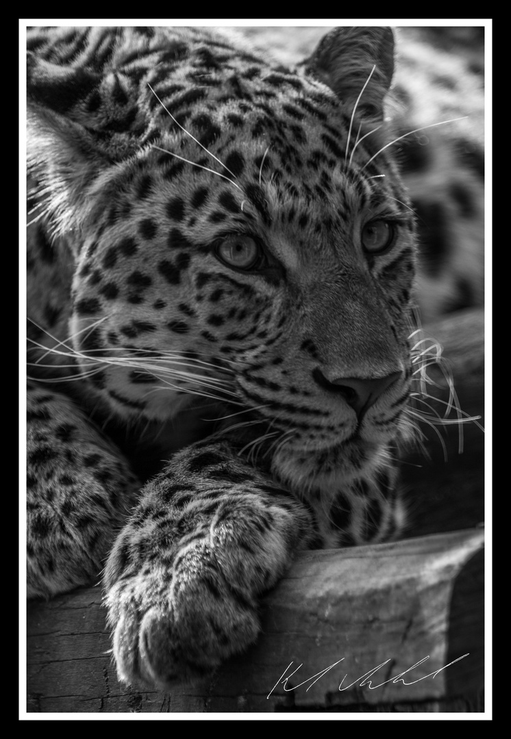 China Leopard S/W