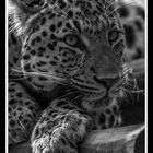 China Leopard S/W