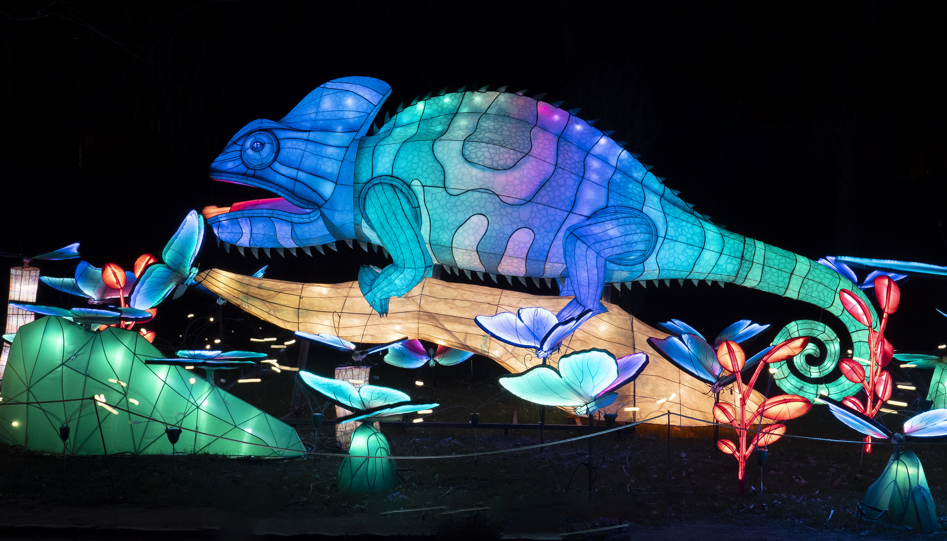 ~ China Light Festival - Chameleon ~