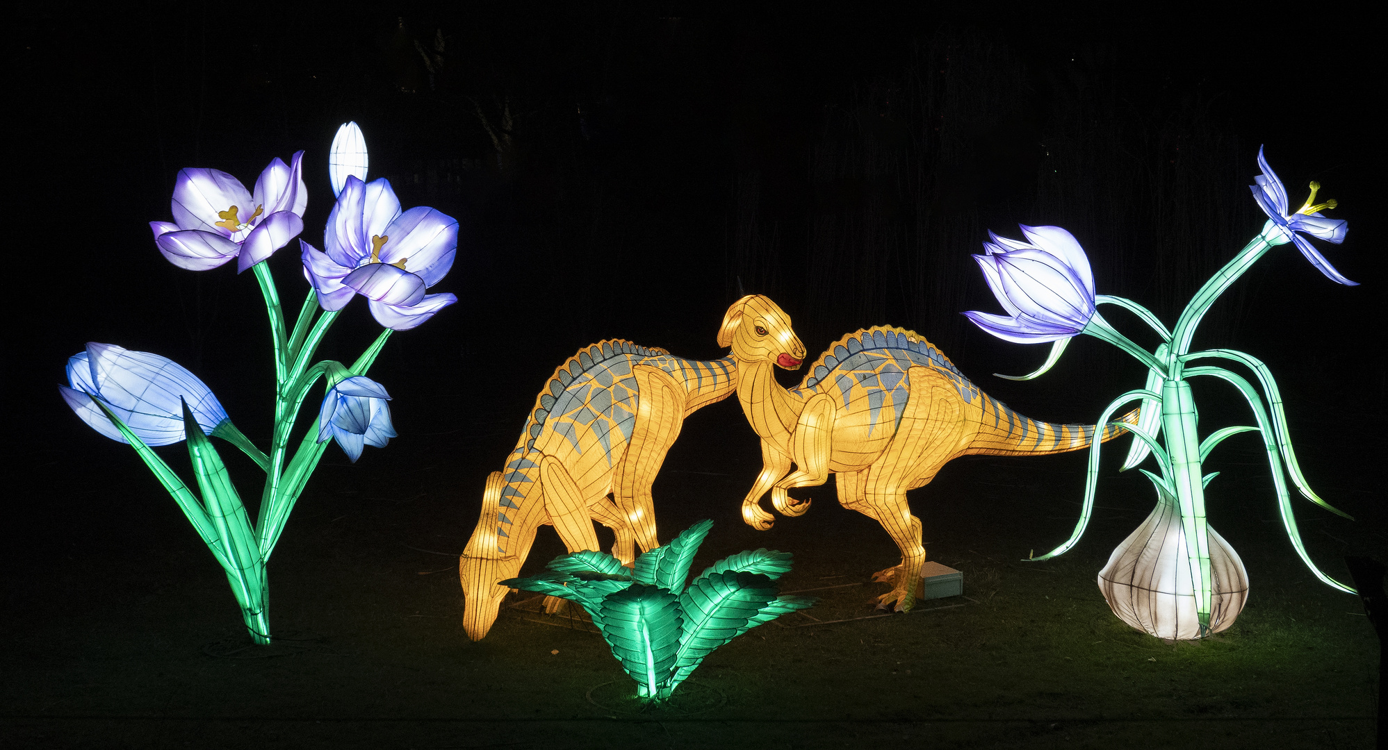 ~ China Light Festival - Dino II ~