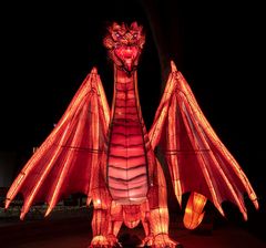 ~ China Light Festival - Drache ~