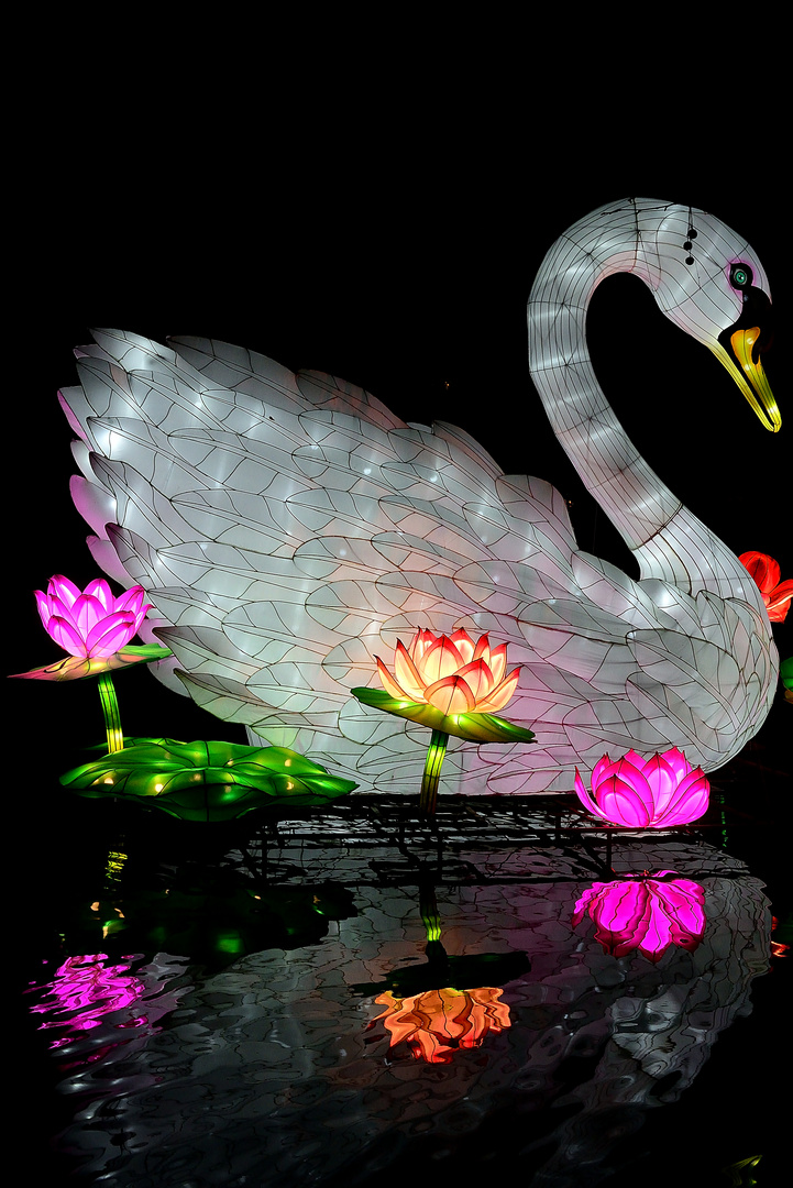 China Light Festival - Schwan