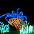 ~ China Light Festival - Spinne ~