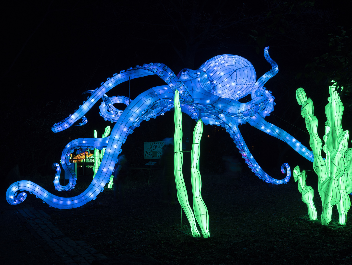 ~ China Light Festival - Tintenfisch ~ 