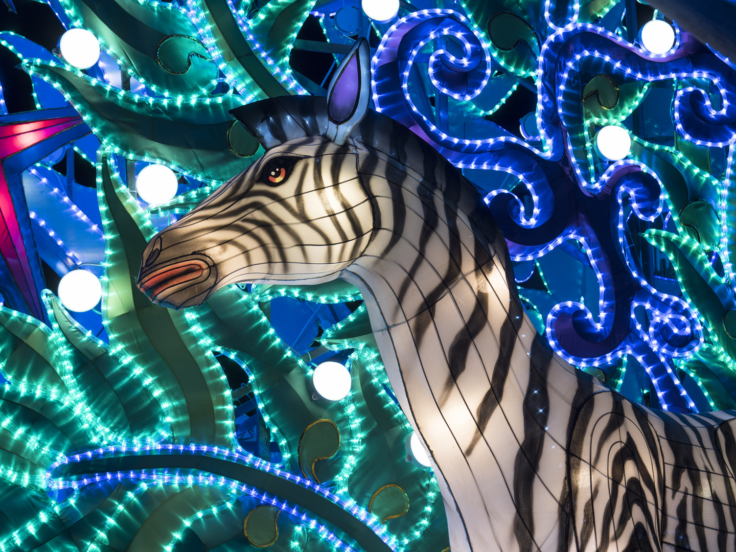 ~ China Light Festival - Zebra ~