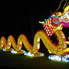 China Light im Tiergarten Antwerpen