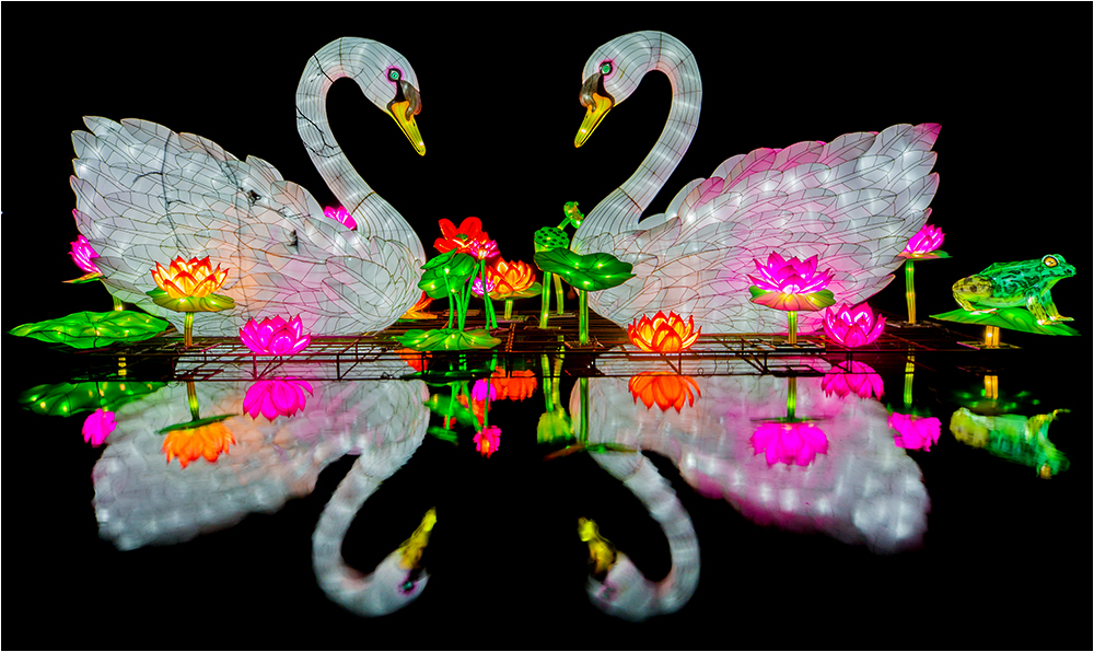 China lights im Kölner Zoo 12 Foto & Bild dokumentation, nacht