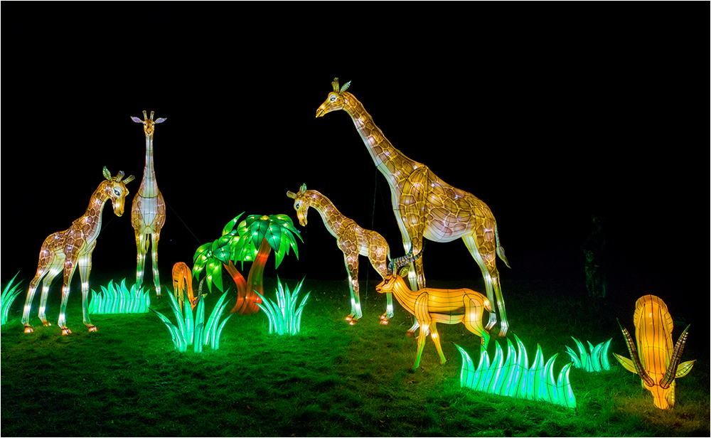 China lights im Kölner Zoo 21 Foto & Bild china, nacht, stillleben