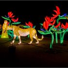 China lights im Kölner Zoo 4