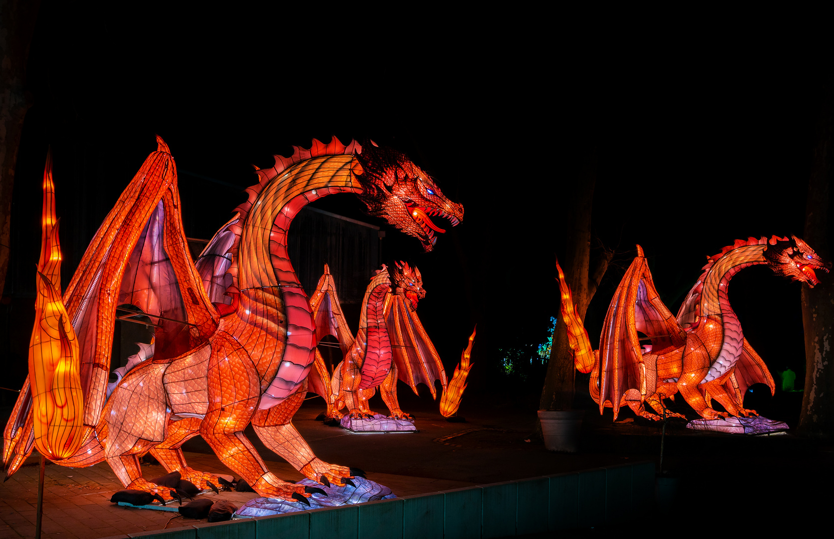 China lights im Kölner Zoo 46