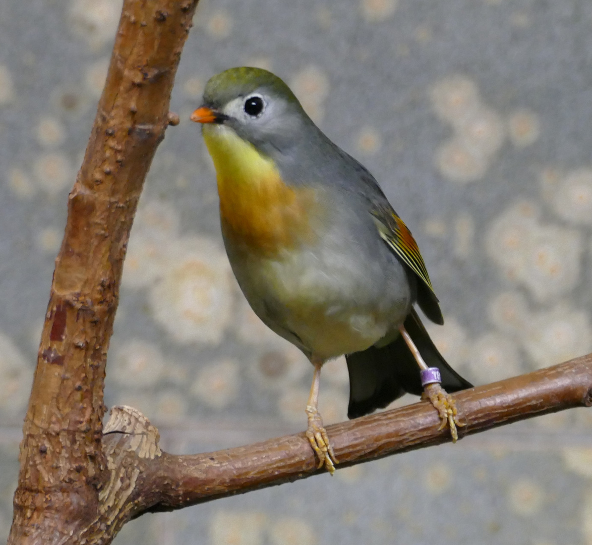 China-Nachtigall im Wuppertaler Zoo 