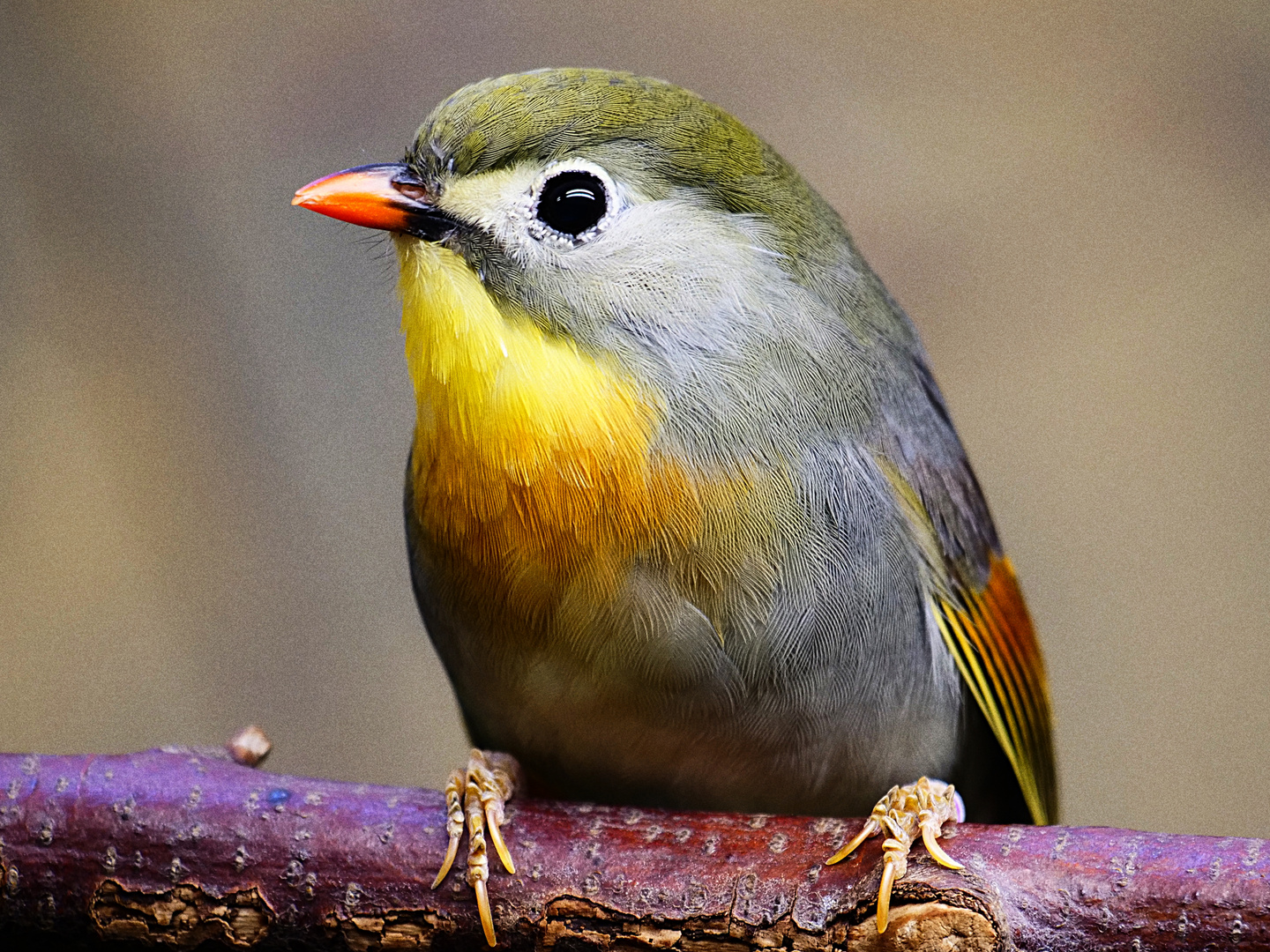 China-Nachtigall oder Sonnenvogel