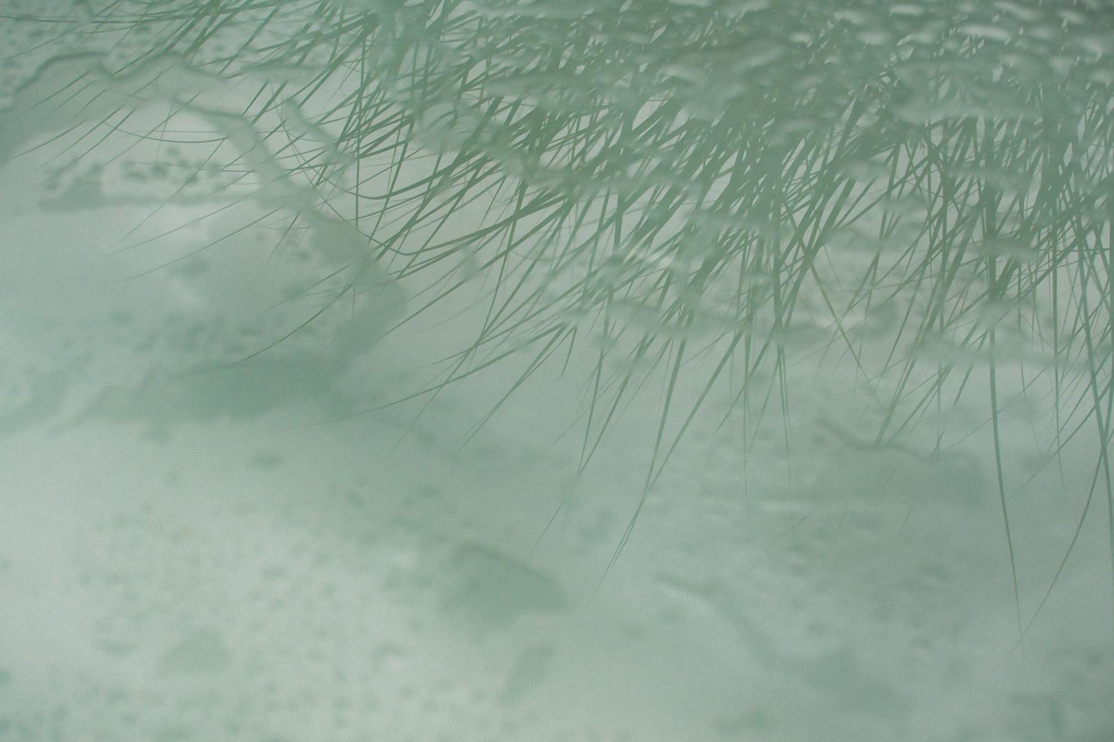 Chinagras spiegelt sich nach dem Regen auf dem Gartentisch