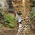 Chinaleopard 