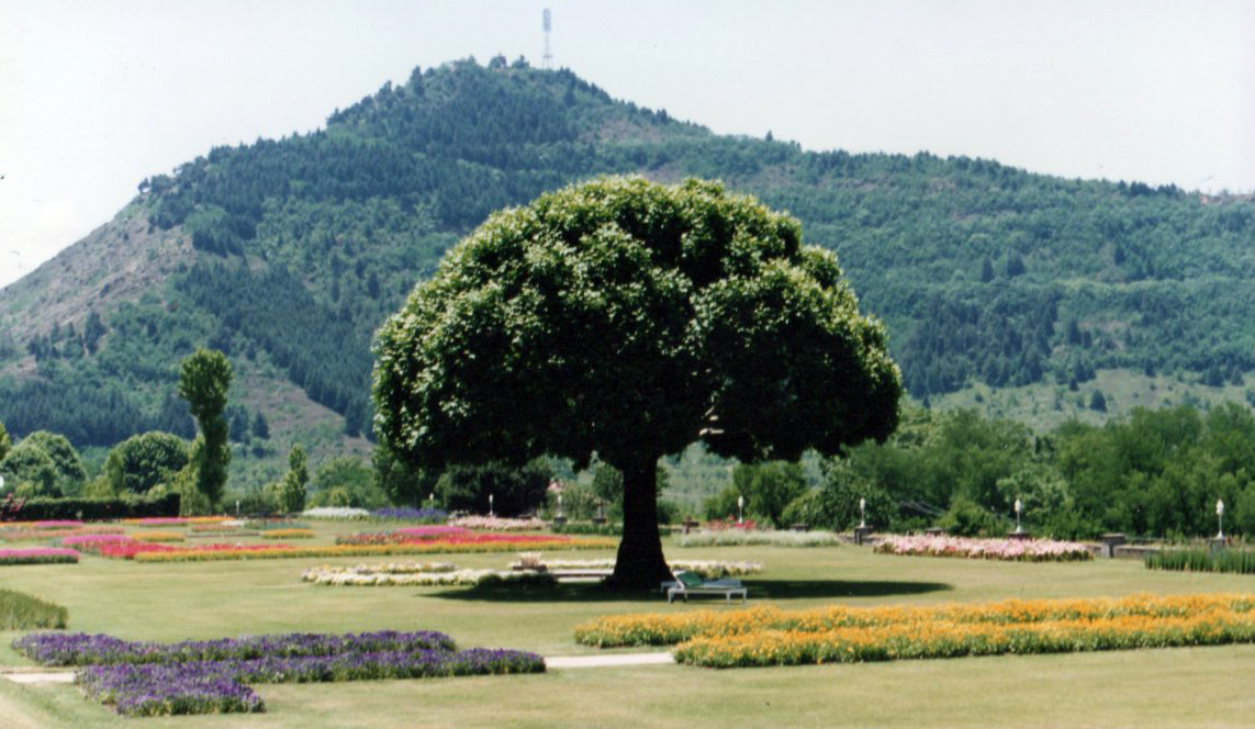 Chinar Baum,  Srinagar, Kashmir