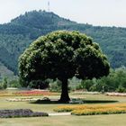Chinar Baum,  Srinagar, Kashmir