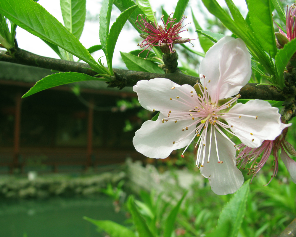 Chinas Gartenpracht