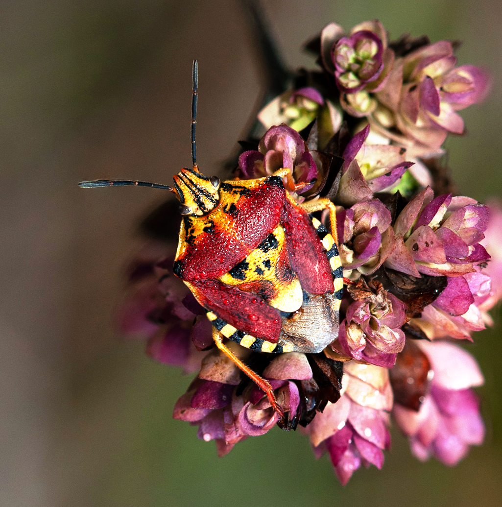 CHINCHE CALAVERA