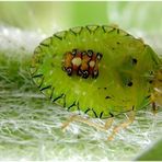 Chinche verde en tallo de girasol.