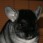 Chinchilla