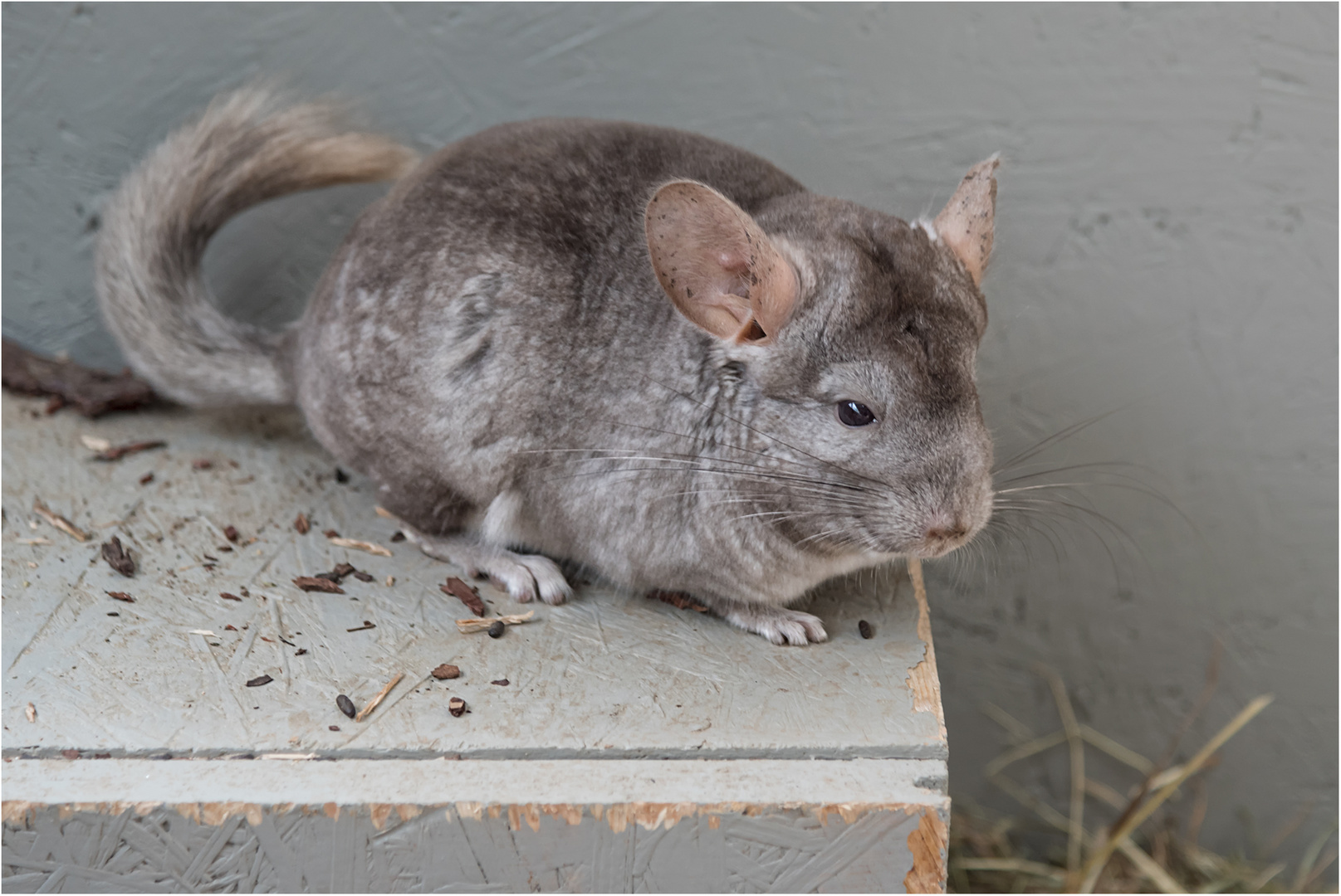 Chinchilla Foto & Bild natur, portrait, porträt Bilder auf