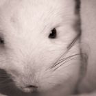 Chinchilla