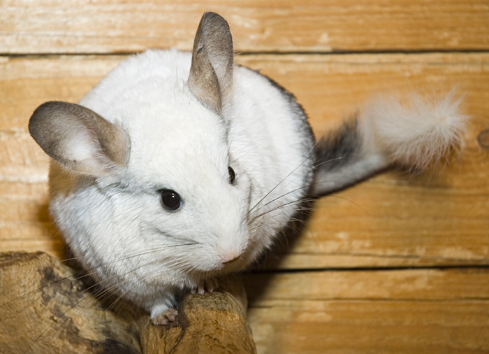 Chinchilla