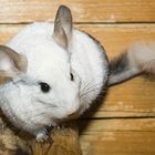 Chinchilla