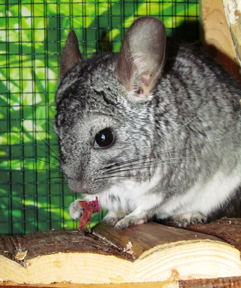 Chinchilla